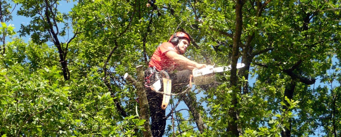 Tom using a chainsaw up a tree.