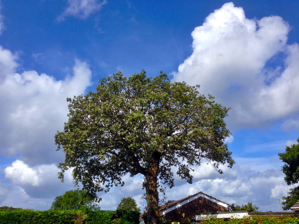 The finishing results of a Crown Lift carried out by Southampton based Climbers Way Tree Care