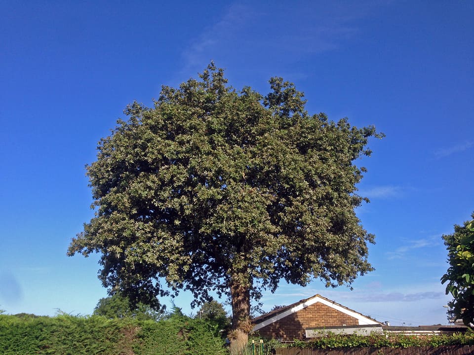 Crown Lifting: Before