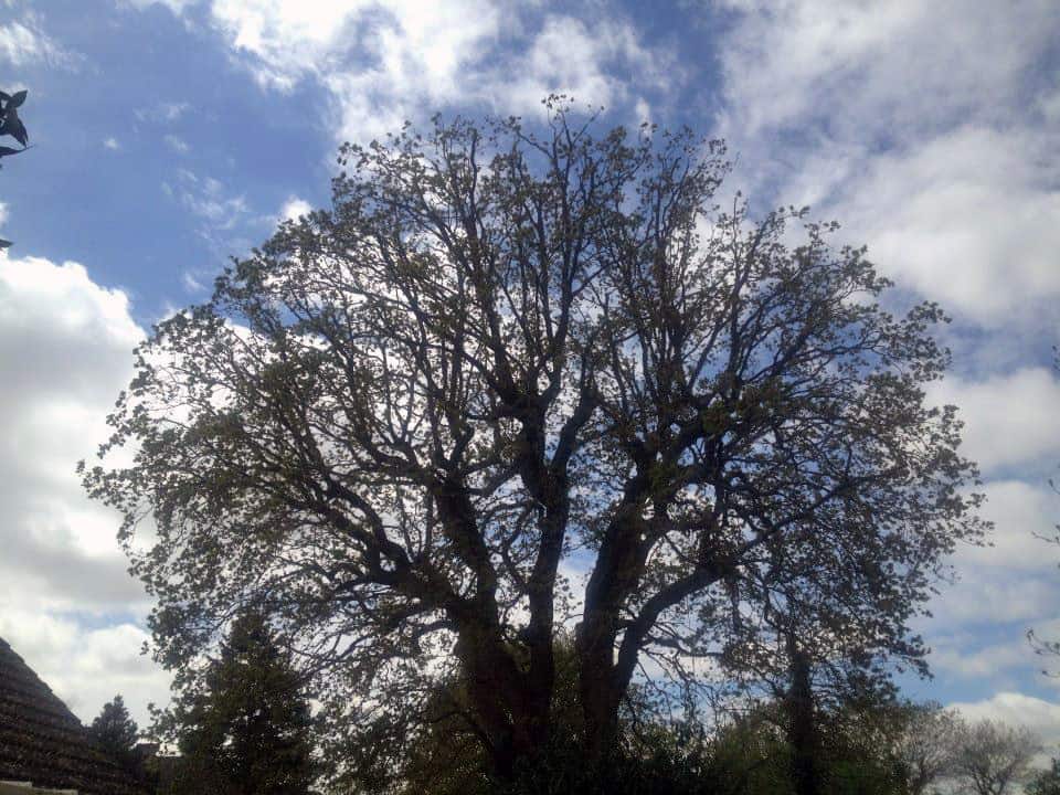 Crown Reduction: After