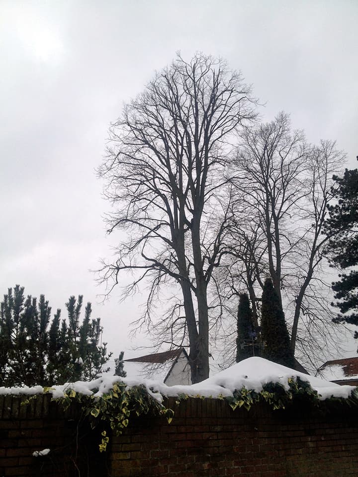 Crown Thinning: After