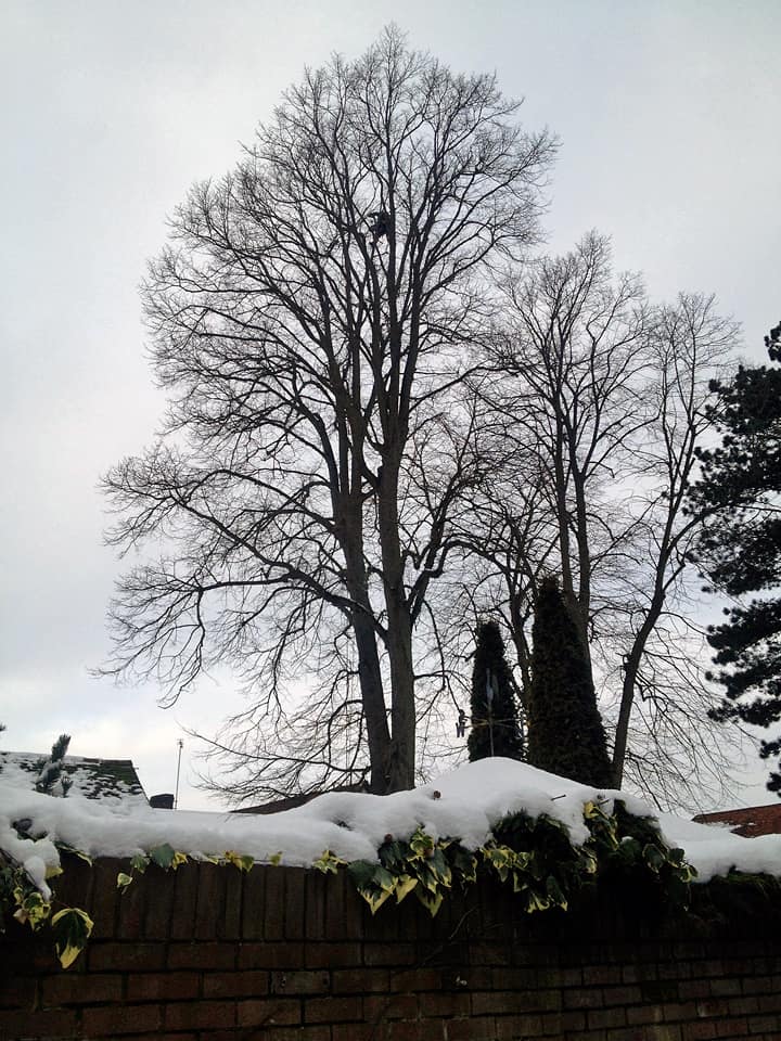 Crown Thinning: Before