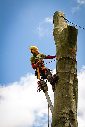 Climbers Way Tree Surgeon up a Tree