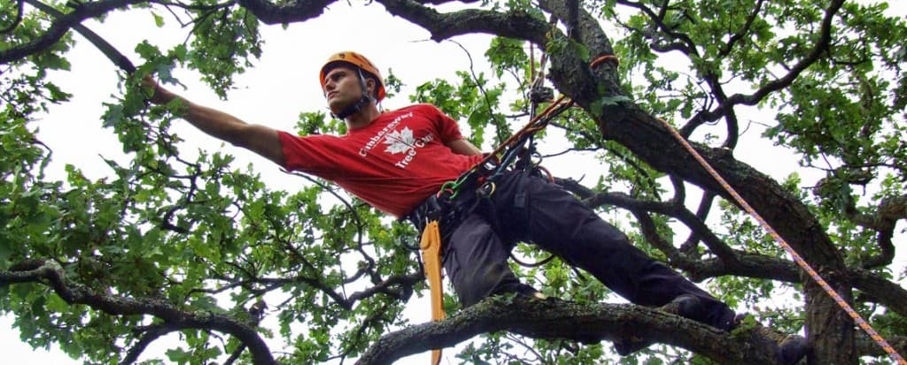 Sawing a branch off of a tree.