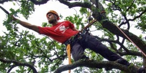 Sawing a branch off of a tree.
