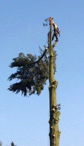 Lyndhurst Tree Surgery