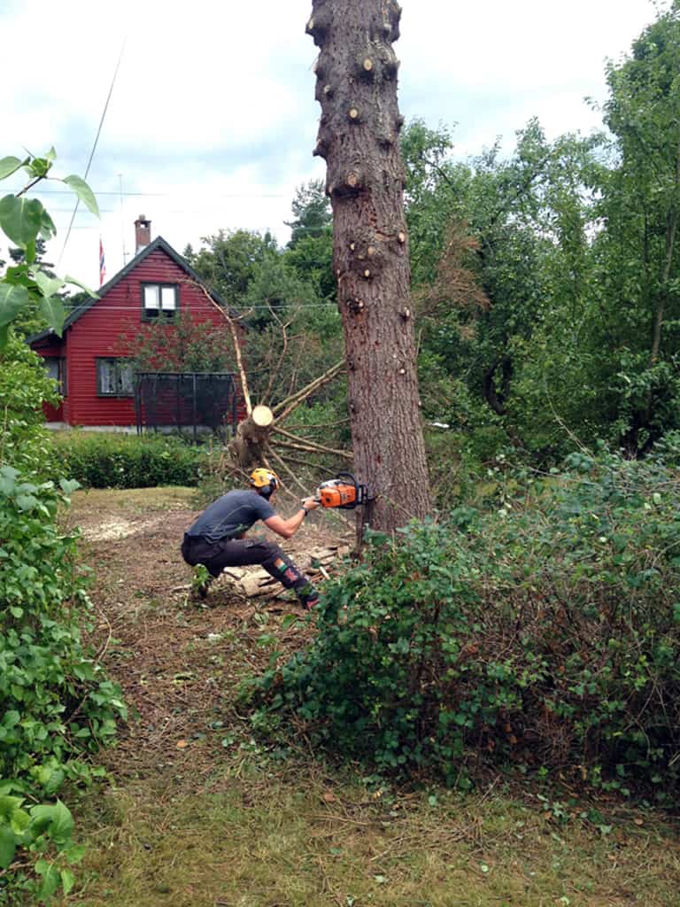 Tree Felling: Before