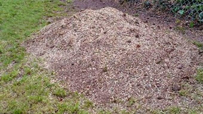 After Tree Stump Removal