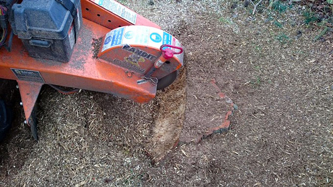 During Tree Stump Removal