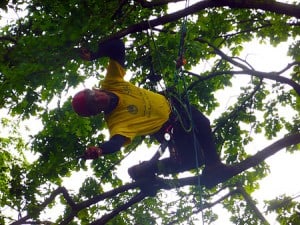 Crown Thinning in West Wellow