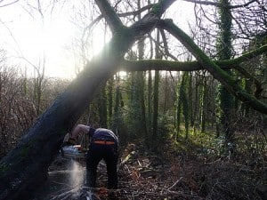 Dealing with a windblown tree