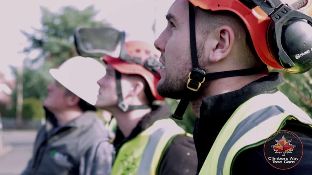 Guildford Tree Surgeon Team Climbers Way Tree Care
