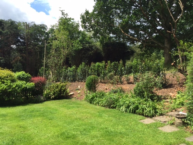 Newly planted 7ft laurel hedge
