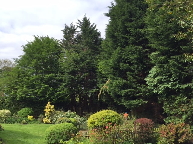 A line of leyland cypress trees