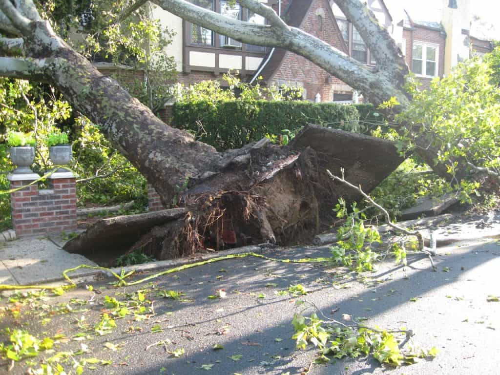 Two trees that have been damaged by strong winds causing damage to the footpath.