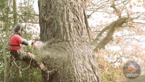 Wallingford tree surgeon at work
