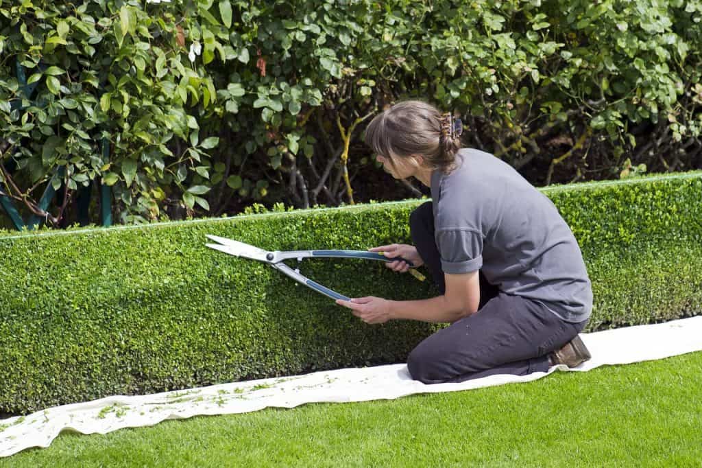 A formal box hedge being trimmed. There is a taut piece of string above the hedge to act as a cutting guide.