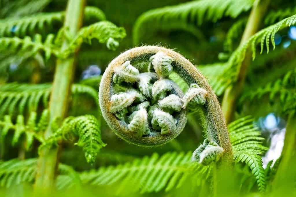 A fern uncurling in the shade.