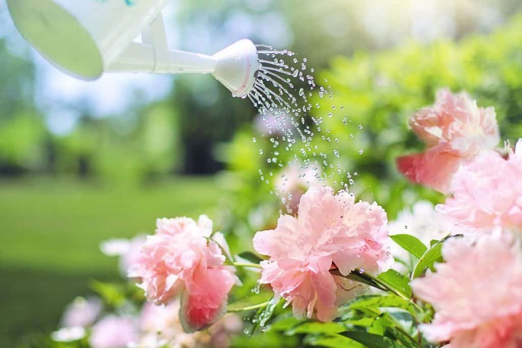 Watering the flowers