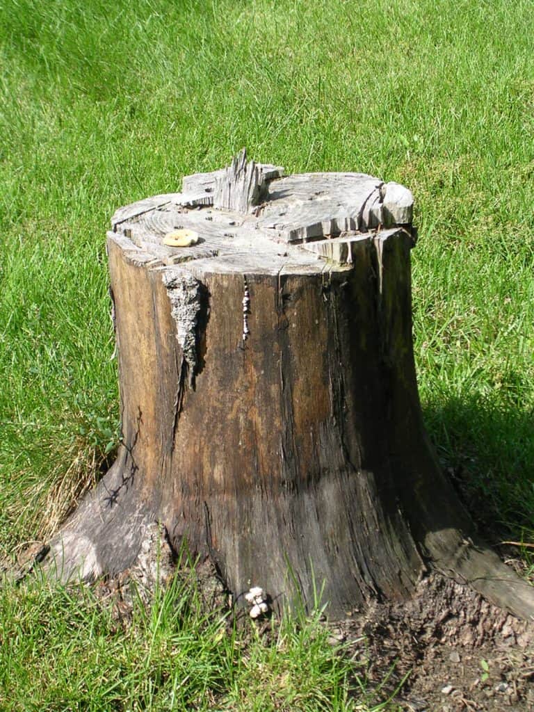 Tree Stump with Fungus