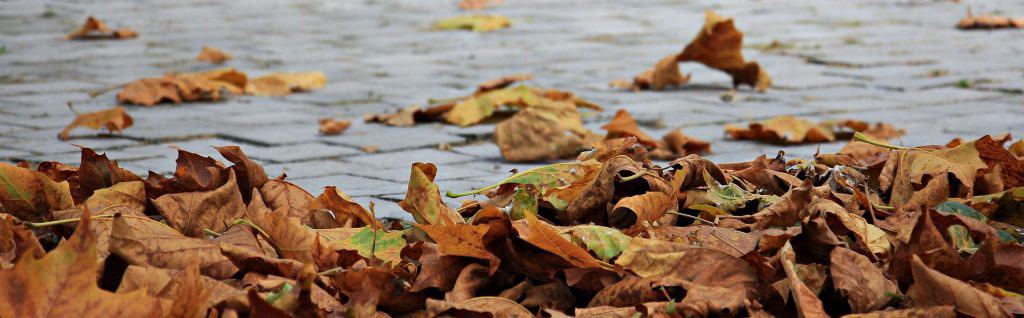 Fallen leaves on a path
