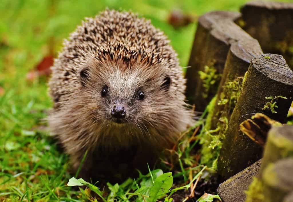 Young hedgehog looking at the camera