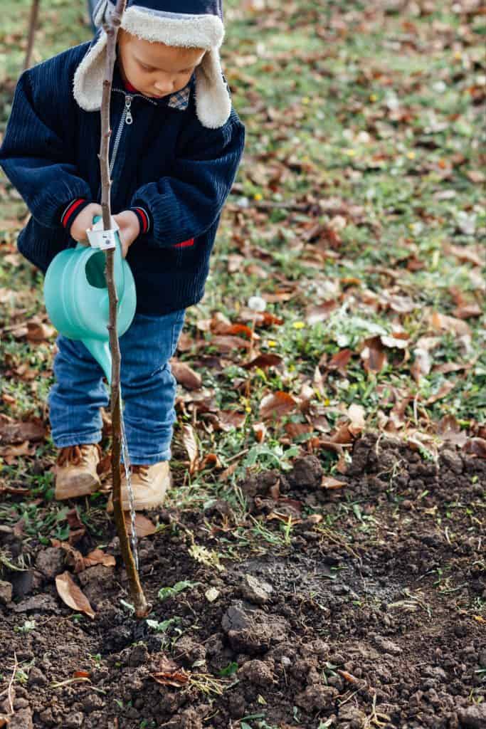 A young boy watering a newly planted tree