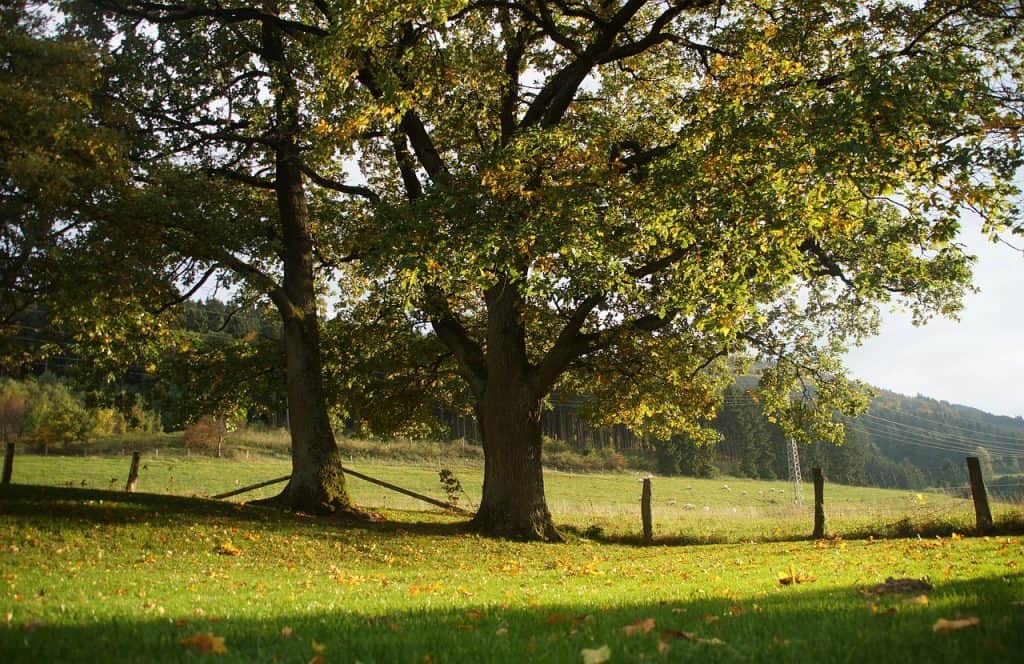 Oak Trees in a Field