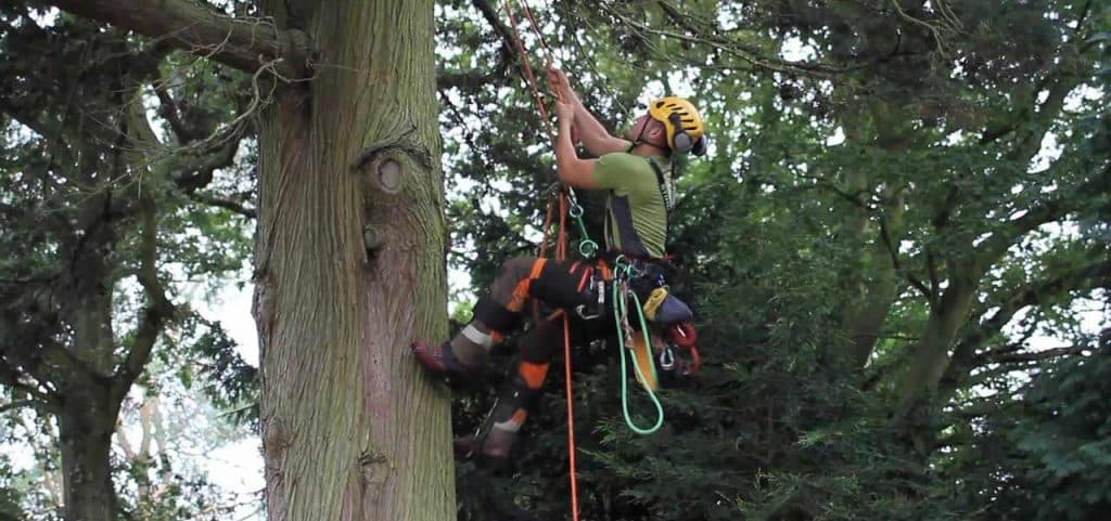 Banbury Tree Surgeons Climbers Way Tree Care