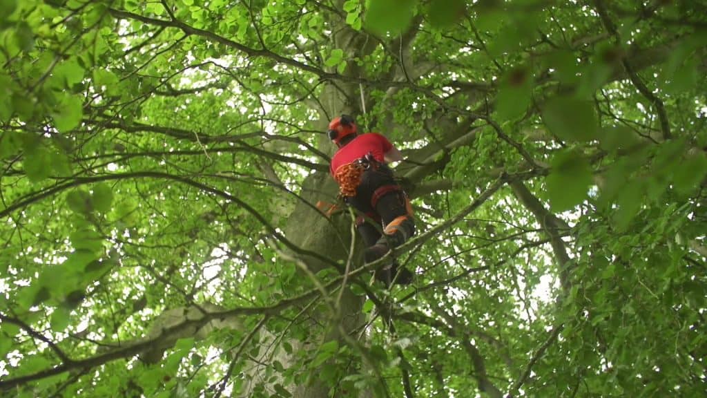 A Climbers Way Tree Care climber up a tree in Witney
