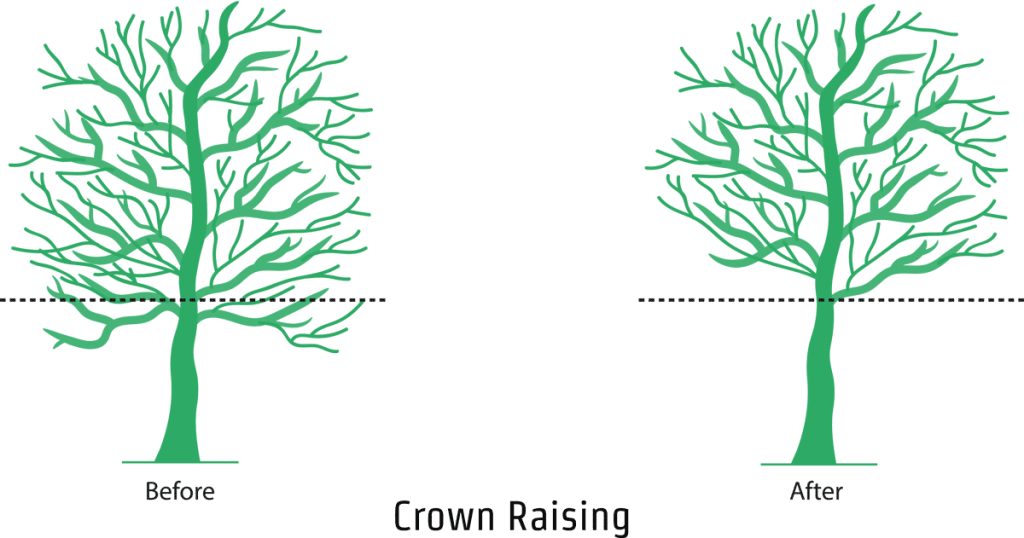 Crown Raising - An illustration showing the crown raising process