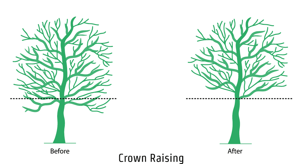 Crown Raising - An illustration showing the crown raising process