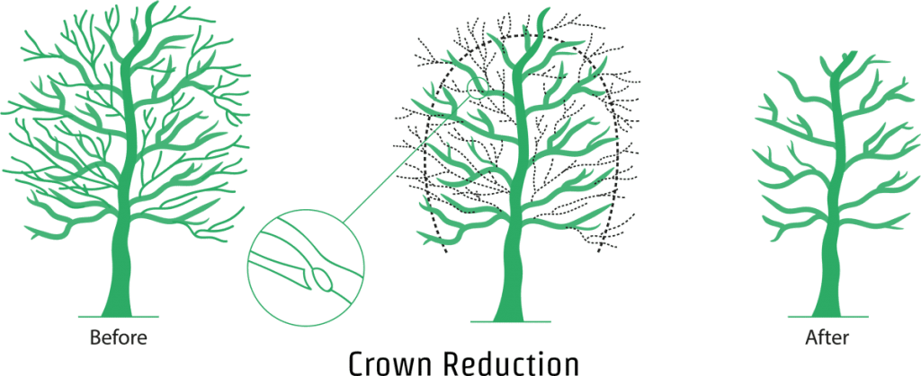 Crown Reduction - An illustration showing the crown reduction process