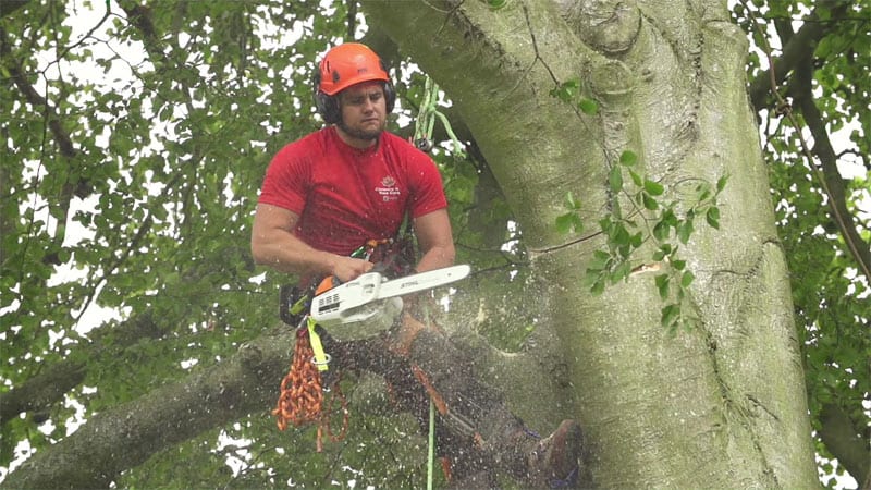 Bicester tree surgery