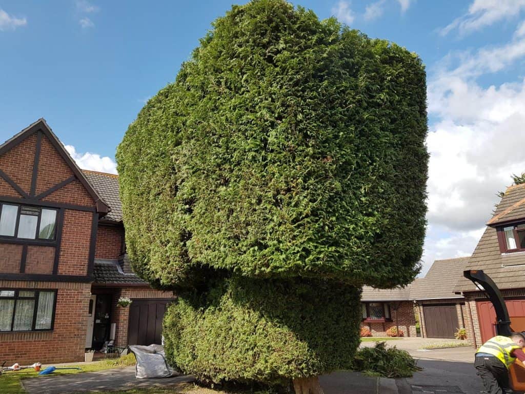 An example of finished hedge work.