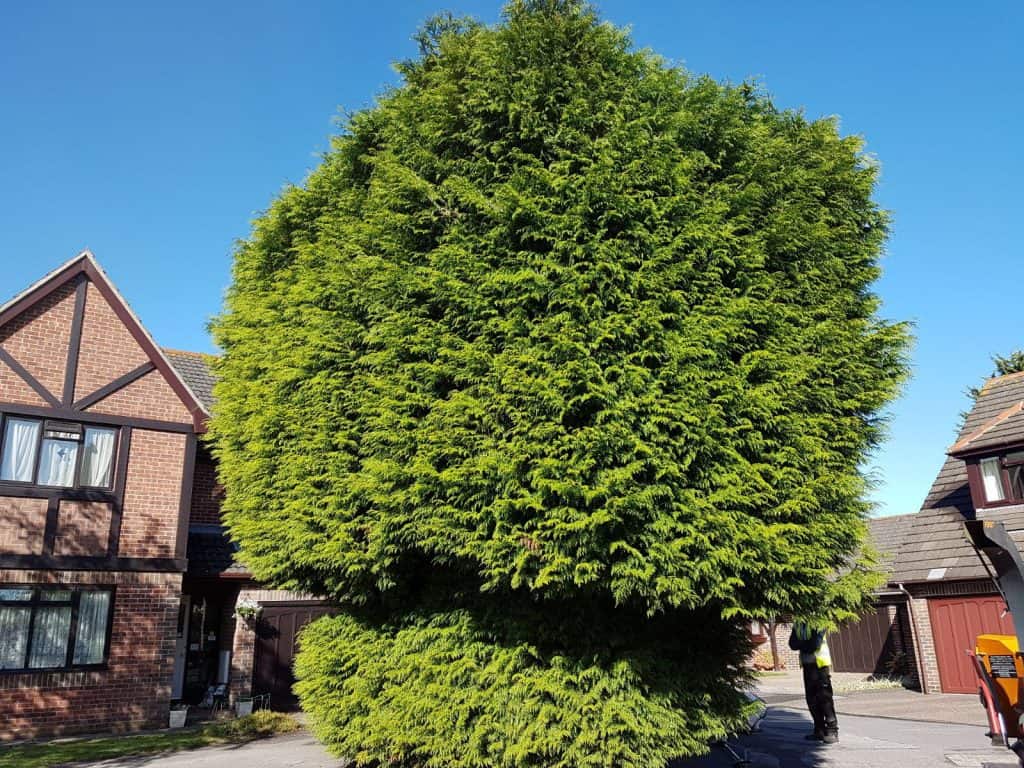 Untrimmed conifer bush, an example of hedge trimming work