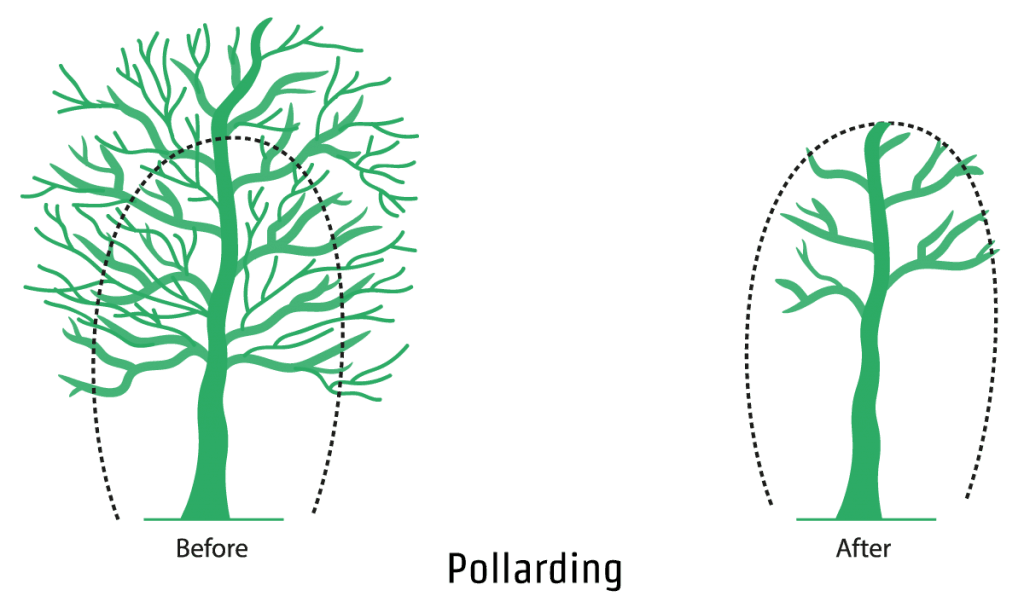 Pollarding - An illustration showing the pollarding process