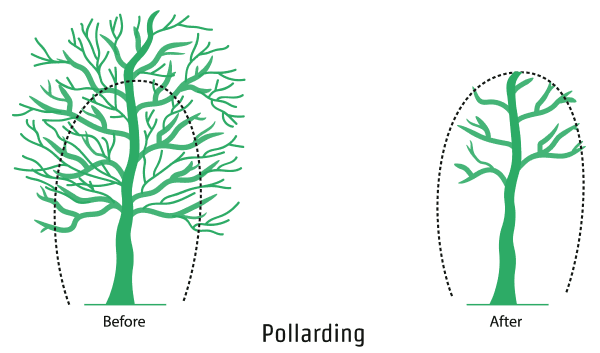 Pollarding - An illustration showing the pollarding process