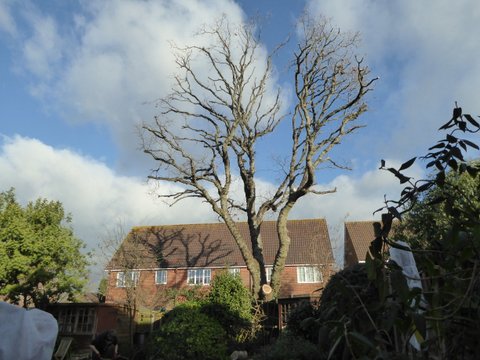 Climbers Way Tree Care pruning in Southampton