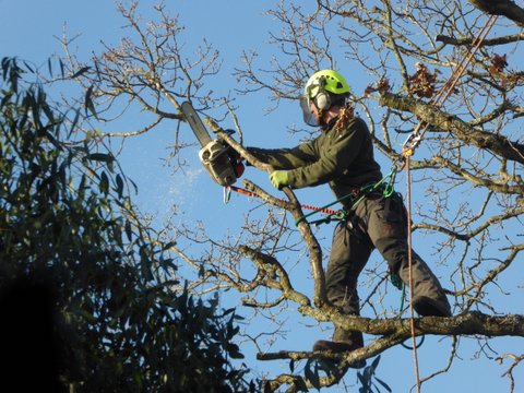 Climbers Way Tree Care pruning in Winchester