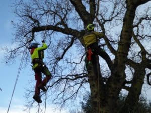 Climbers Way Tree Care pruning in Banbury