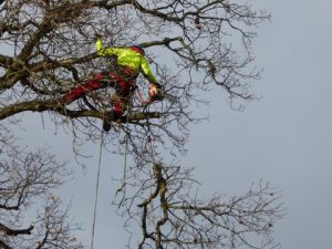 Climbers Way Tree Care pruning in Bicester