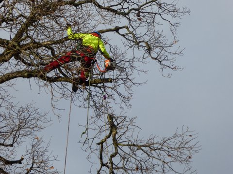 Climbers Way Tree Care pruning in Hampshire