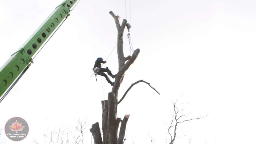 Crane assisted dismantle by Climbers Way Tree Care