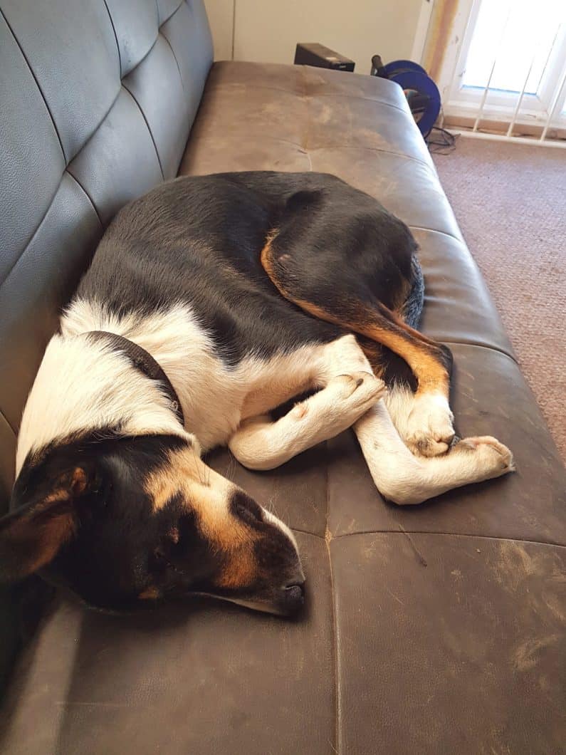 Roody - A Climbers Way Dog