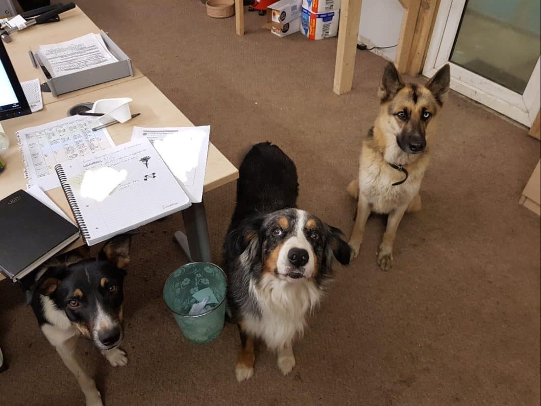 The Climbers Way Tree Care Dogs : Roody, Reggie and Skyla