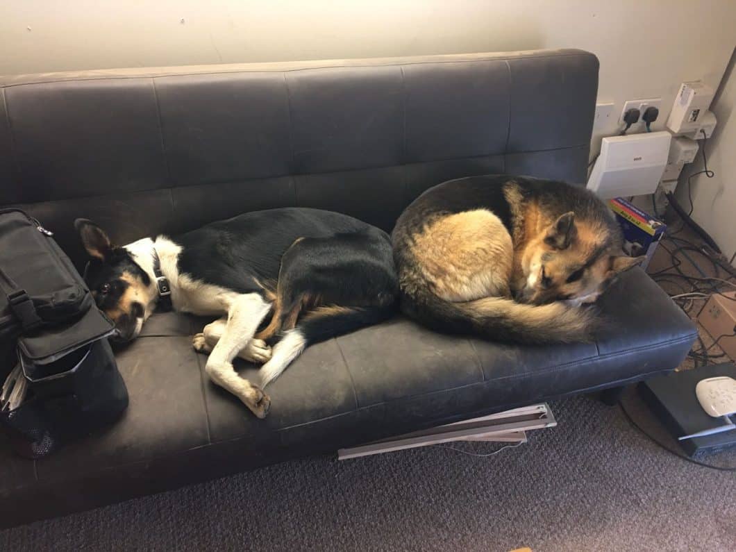 Roody & Skyla - Climbers Way Tree Care Office Dogs