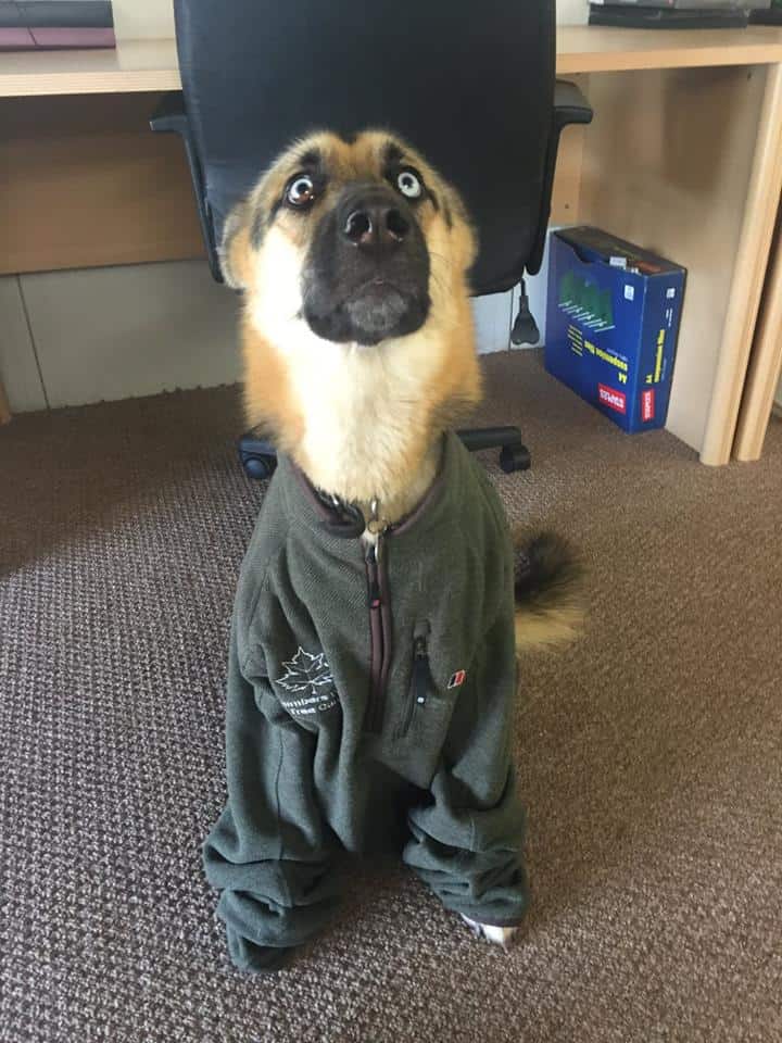 Skyla - Climbers Way Dog