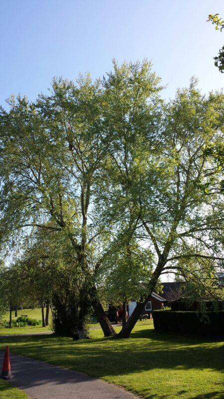 Crown Thinning - Before