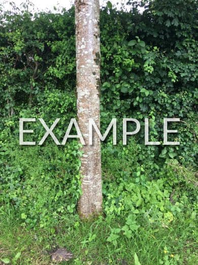 Photo Example 4: Trunk Diameter